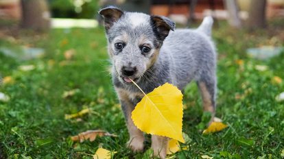 Blue Heeler Puppy