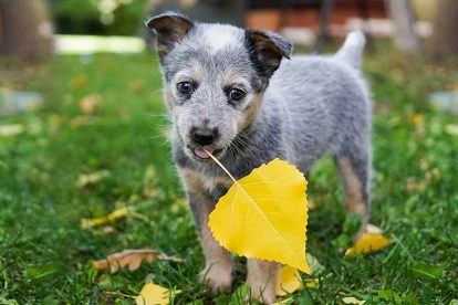 Blue Heeler Puppy