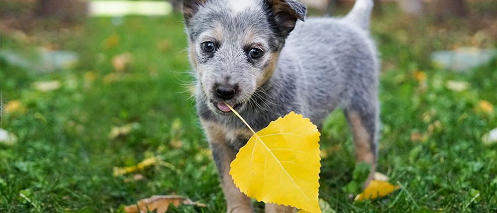 Blue Heeler Puppy