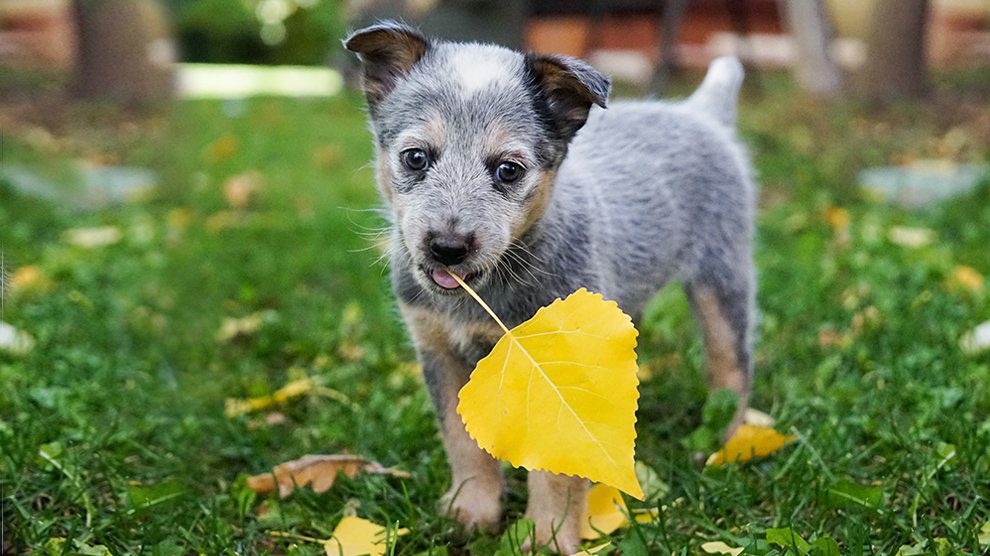 blue heeler litter size