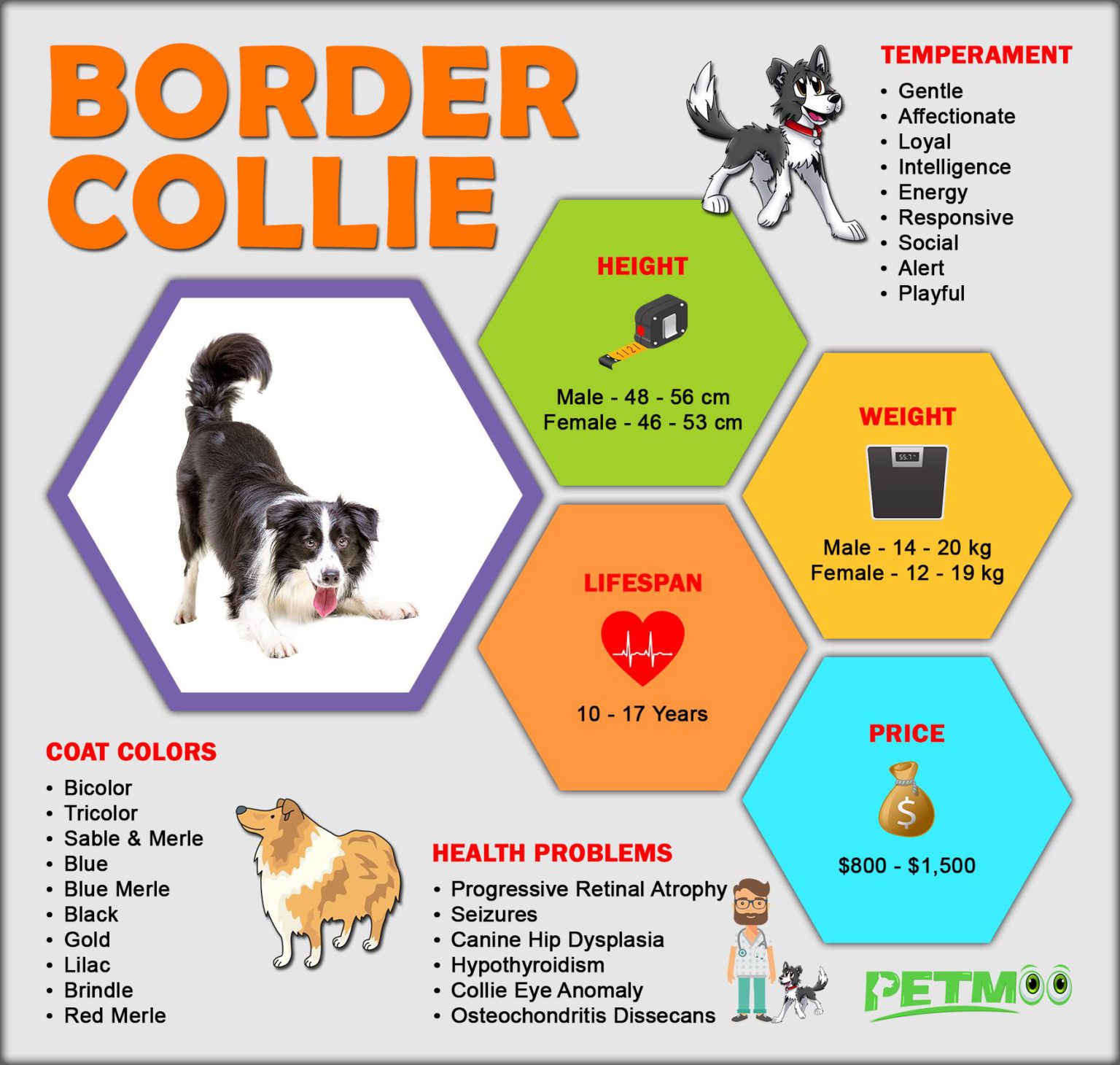 Border Collie Puppies All Facts On The Energetic Dog Petmoo