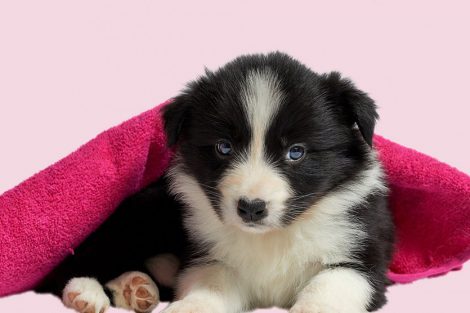 Border Collie Puppies