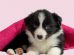 Border Collie Puppies