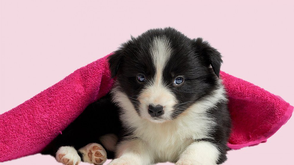 Border Collie Puppies