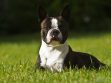 Boston Terrier Puppy