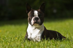 Boston Terrier Puppy