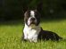 Boston Terrier Puppy