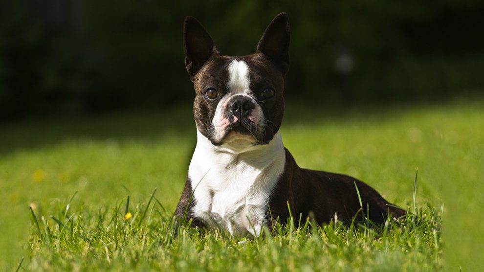 Boston Terrier Puppy