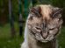 Cats With Down Syndrome