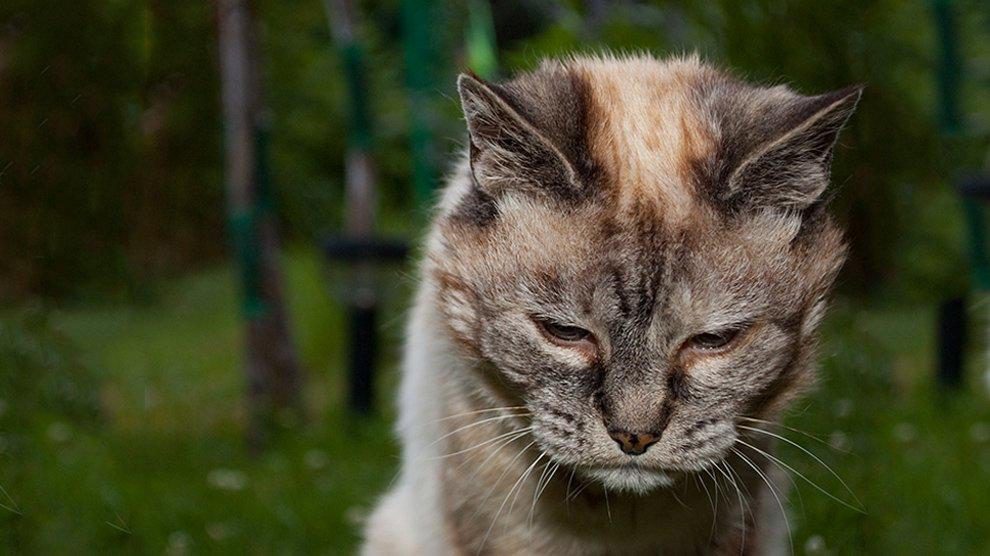 Cats With Down Syndrome