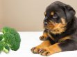Can Dogs Eat Broccoli