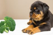 Can Dogs Eat Broccoli