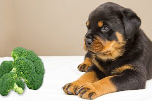 Can Dogs Eat Broccoli