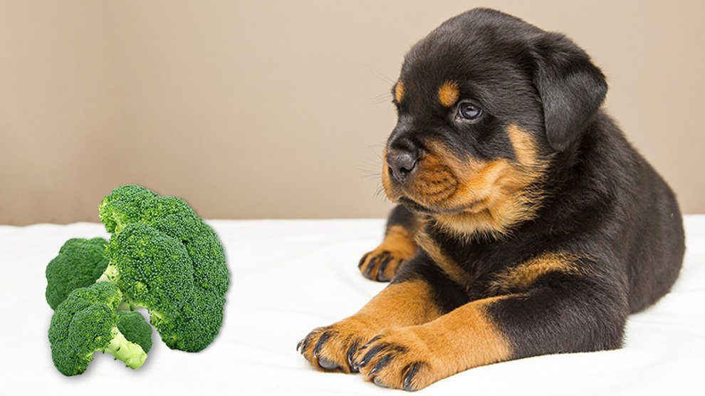 can dogs have broccoli