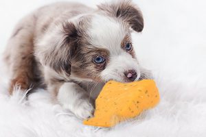 Can Dogs Eat Cheese