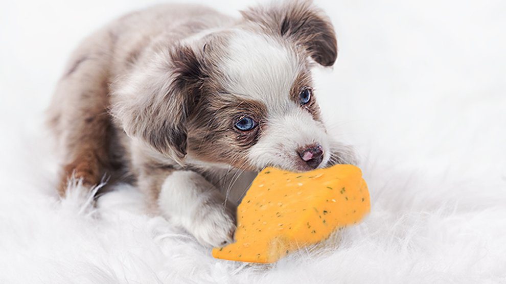 can dogs have cheese