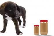 Can Dogs Eat Peanut Butter