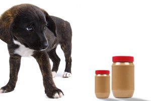 Can Dogs Eat Peanut Butter