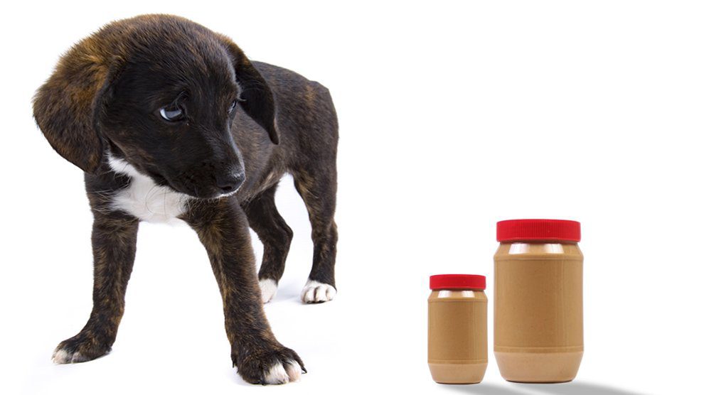 Can Dogs Eat Peanut Butter