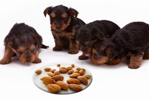 Can Dogs Eat Almonds?