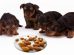 Can Dogs Eat Almonds?