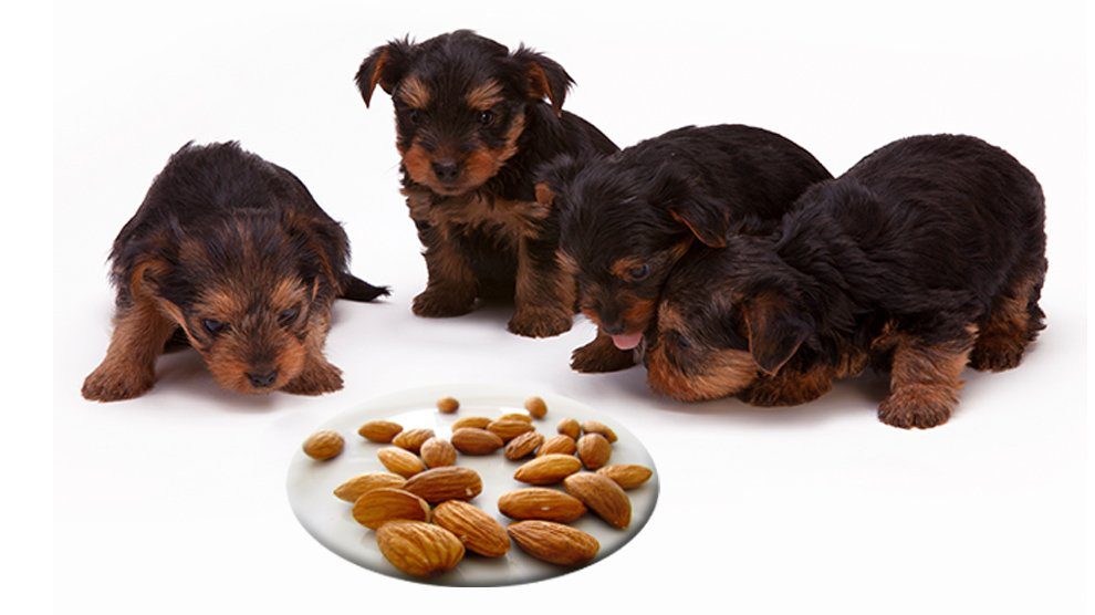 can dogs eat nuts almonds