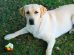Can Dogs Eat Apples
