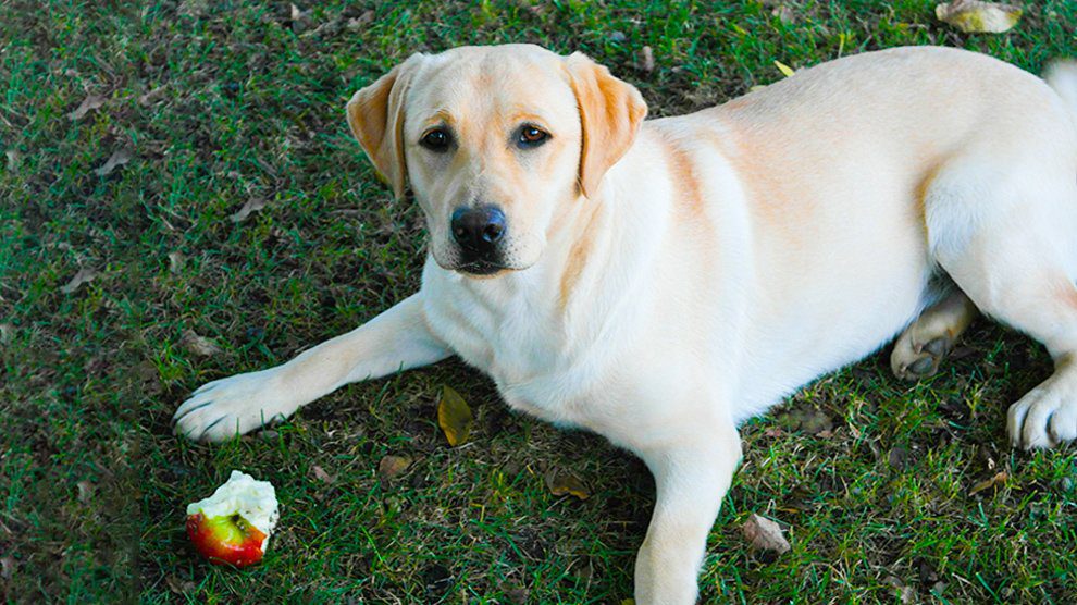 can a apple core kill a dog