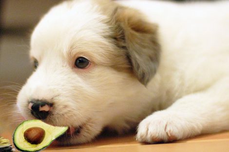 Can Dogs Eat Avocados