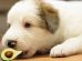 Can Dogs Eat Avocados