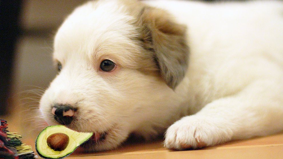 Can Dogs Eat Avocados Risks Avocado Dog Food Products Petmoo