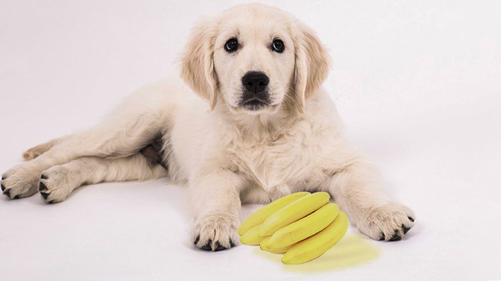 can i feed banana to puppy