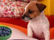 Can Dogs Eat Blueberries
