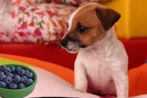 Can Dogs Eat Blueberries