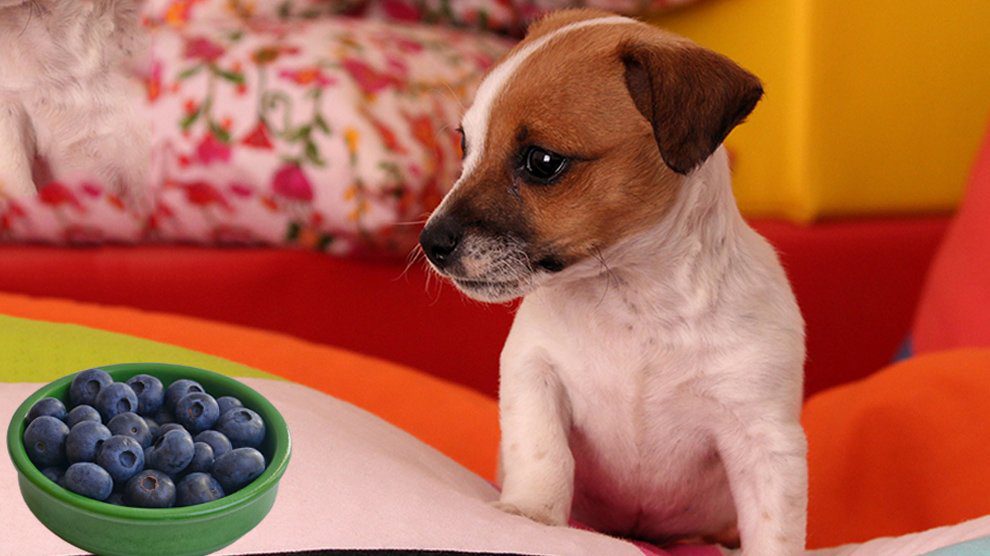 Can Dogs Eat Blueberries