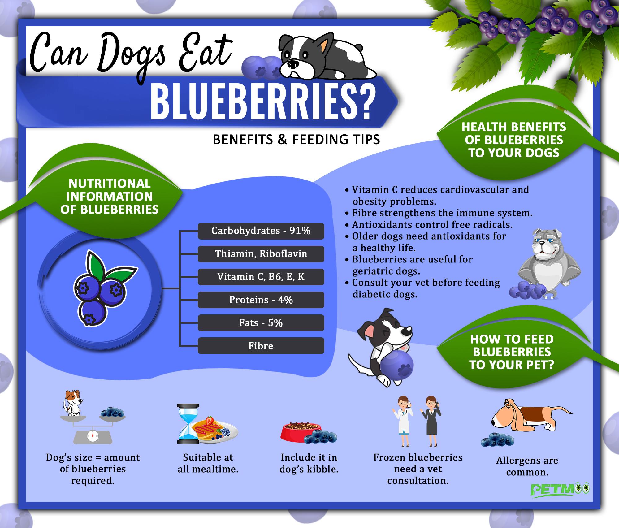 Can Dogs Eat Blueberries Infographic