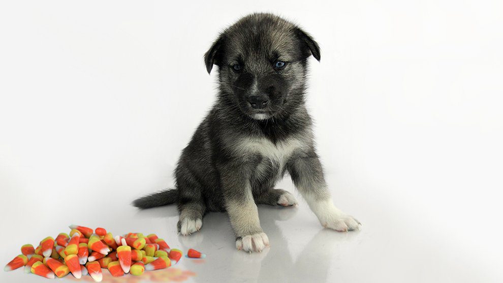Can Dogs Eat Candy