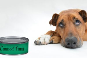 Can Dogs Eat Canned Tuna