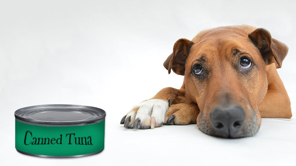 Can Dogs Eat Canned Tuna