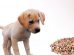 Can Dogs Eat Cat Food