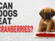 Can Dogs Eat Cranberries