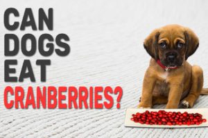 Can Dogs Eat Cranberries