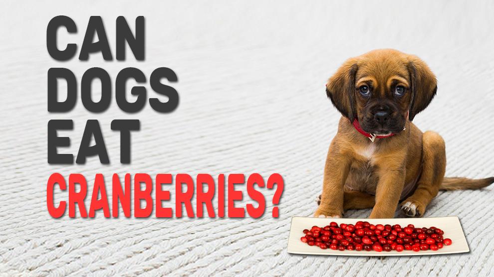 Can Dogs Eat Cranberries