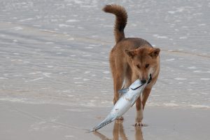 Can Dogs Eat Fish