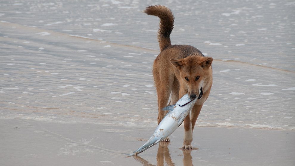 Can Dogs Eat Fish