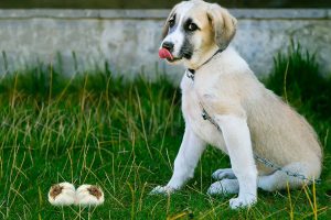 Can Dogs Eat Garlic?