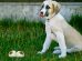 Can Dogs Eat Garlic?