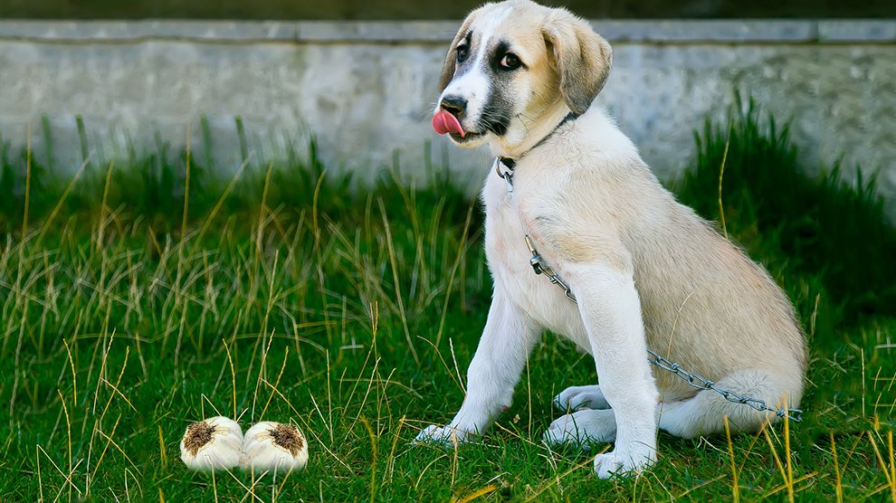Can Dogs Eat Garlic Or Garlic Bread? Risks & Reasons