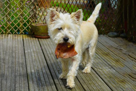 Can Dogs Eat Ham