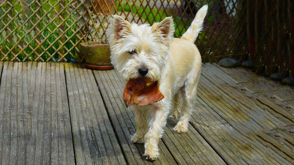 are cooked ham bones ok for dogs